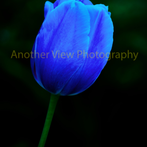 Blue Flower