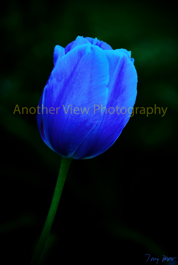 Blue Flower