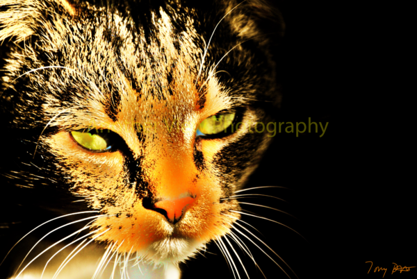 Orange Cat