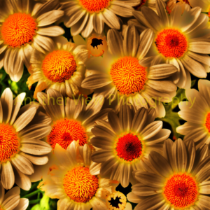 Yellow Flowers