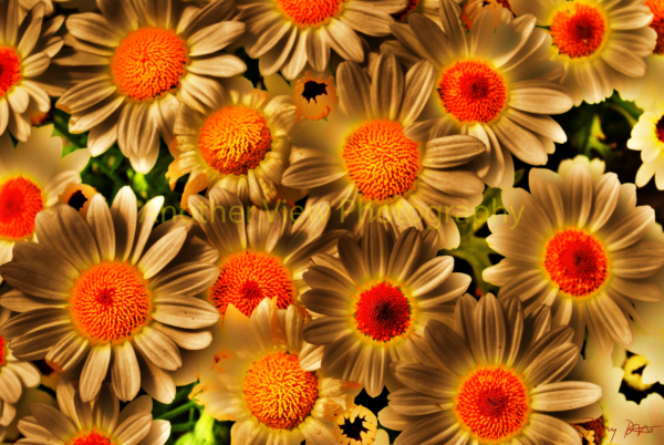 Yellow Flowers