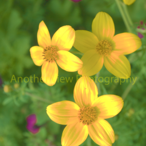 Yellow and Purples Flowers