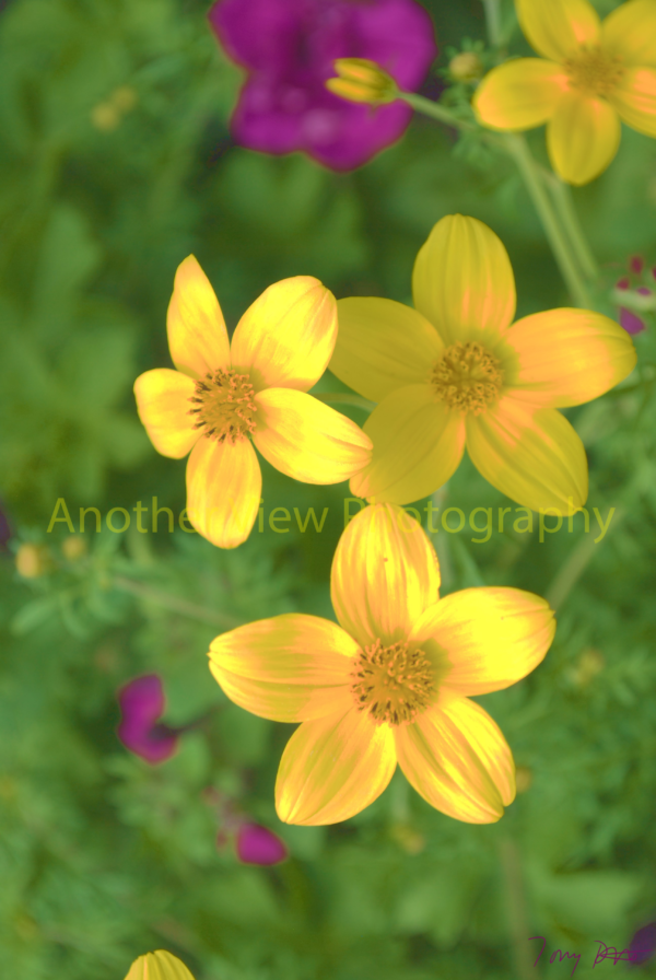 Yellow and Purples Flowers