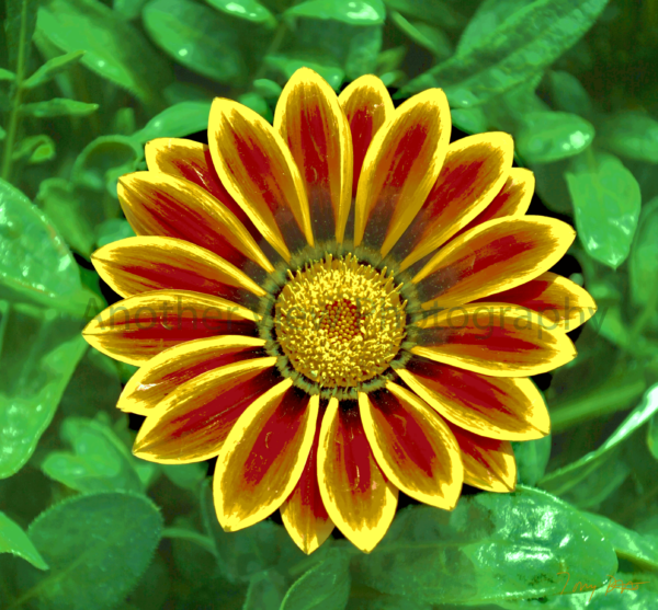 Orange/Yellow Flower on Green