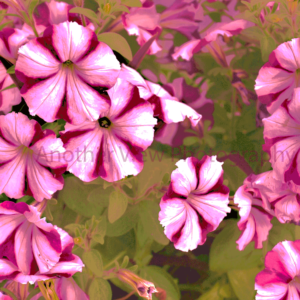 Pink Flowers on Brown Leaves
