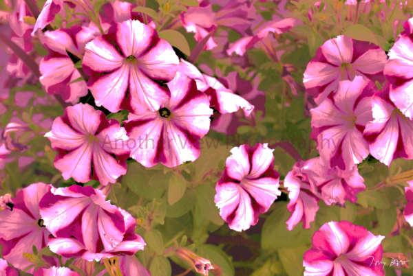 Pink Flowers on Brown Leaves