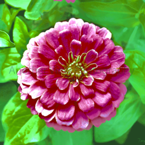 Pink Flowers on Yellow/Green Leaves