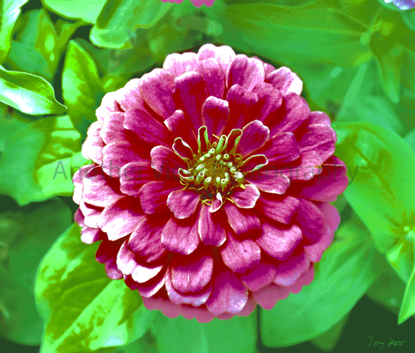 Pink Flowers on Yellow/Green Leaves