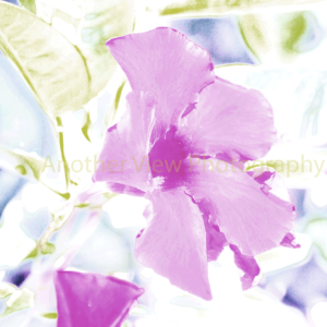 Purple Flowers on White Background