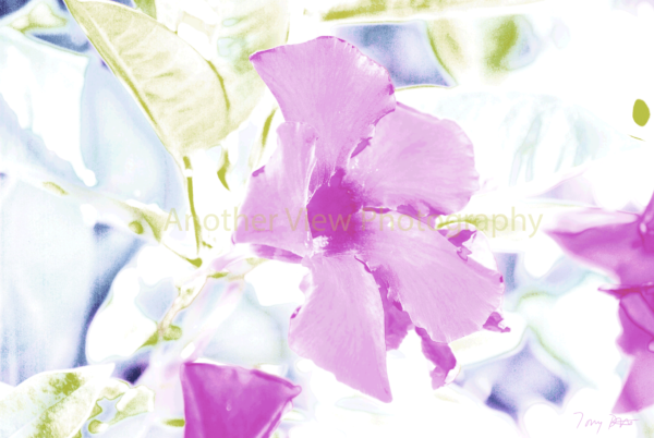 Purple Flowers on White Background