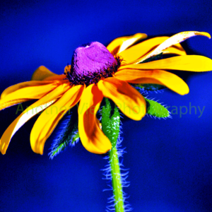 Single Yellow Flower on Blue Background