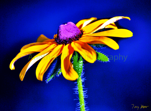 Single Yellow Flower on Blue Background