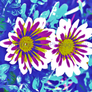 White and Pink Flowers on Blue Background