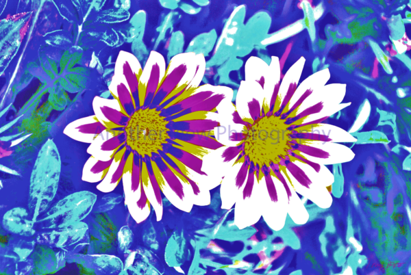 White and Pink Flowers on Blue Background