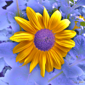 Yellow and Purple Flowers on Purple Background