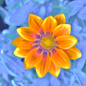 Yellow Flower on Blue Background