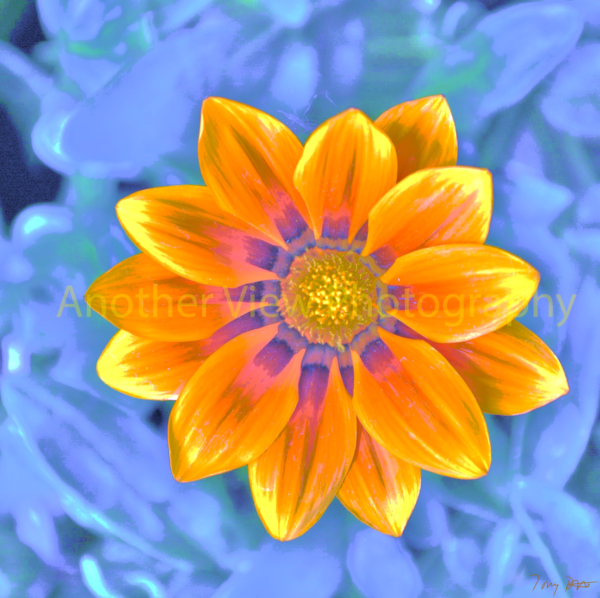 Yellow Flower on Blue Background