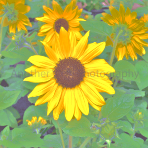 Yellow Flower on Green Background