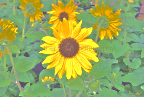Yellow Flower on Green Background