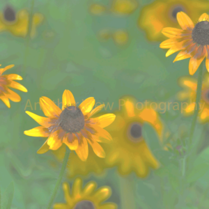 Yellow Flowers on Green Leaves