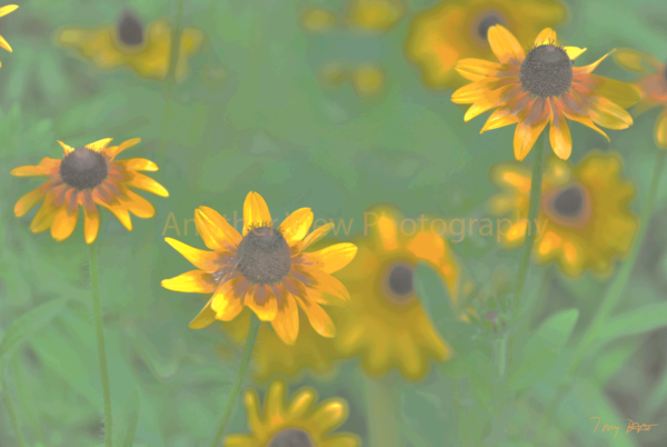Yellow Flowers on Green Leaves