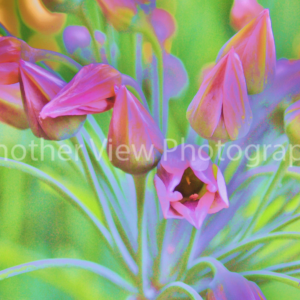 Pink on Green Flowers
