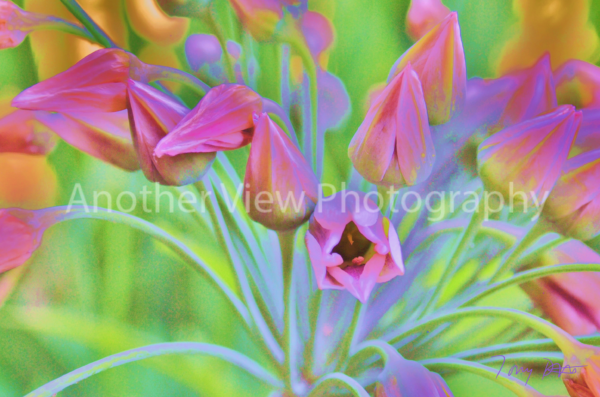 Pink on Green Flowers